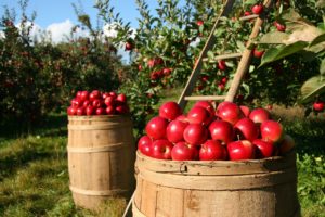 Apple Trees and Barrels of Apples