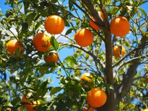 Disease Prevention: One of the Health Benefits of Oranges